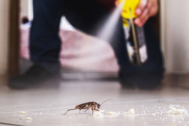 Trusted Maysville, GA Pest Control Experts