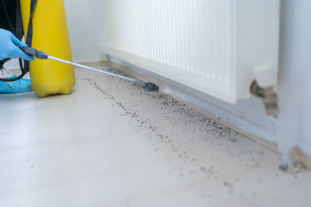 Best Emergency Pest Control  in Maysville, GA